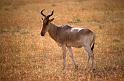 WT 1400 194-17 Kenya